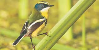  Ministerio del Medio Ambiente realiza lanzamiento de la Estrategia Nacional de Conservación de Aves